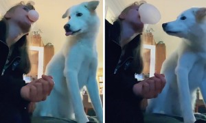 This dog is the cutest bubble gum popper