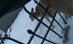 Police Rescue Deer Stuck Behind Bars
