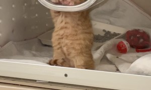 Tiny Kitten Does Air Biscuits at the Vet