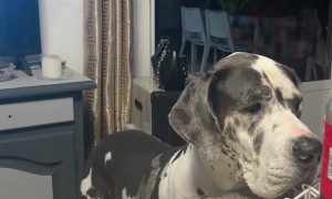 Great Dane Makes Music With Her Wagging Tail