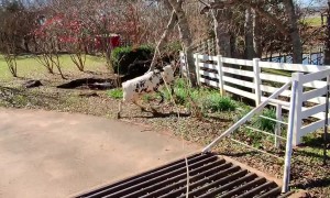 Rancher Ropes Escaping Calf