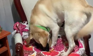 Dog Gets a Christmas Present Too