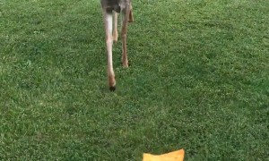 Man Shares Cheez-It With Deer