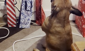 Frenchie Feeling the Christmas Spirit