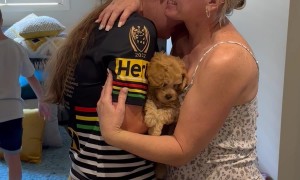 Surprise Christmas Puppy