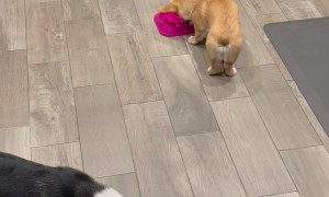 Corgi Masters Slow Feeder With Spin Maneuver
