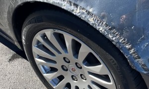 Wild Animal Damages Cadillac at Dealership