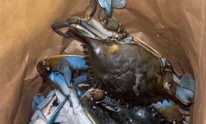 When You Have to Discipline Your Dinner