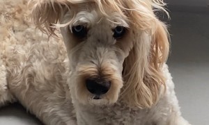 Scene Dog Insists It's Not A Phase