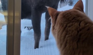 House Cat Watches Moose in Backyard