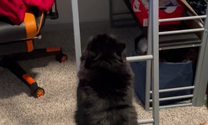 Cat Climbs Ladder Like A Human