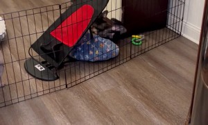 Frenchie Puppies Attempt to Escape From Pen