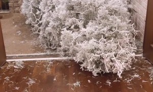 Christmas Tree Creates Chaos in Home
