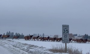 A Migrating Herd Of Elk