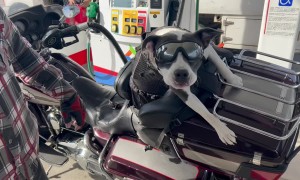 Traveling Dogs Meet At The Gas Station