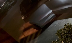 Bear Breaks Into Car