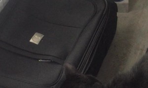 Cat Traps Sibling In Suitcase