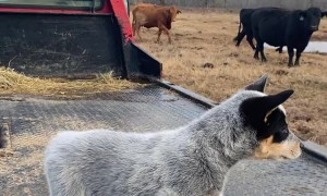 Blue Heeler Pup Barks at Cattle