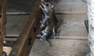 Mama Mouse and Babies Look for a Home