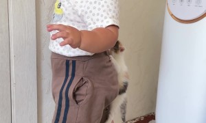 Kitten Clings To Boy