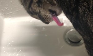 Kitten Drinks Water Weird