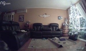 Dogs Topple The Tree