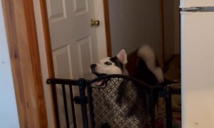 Clever Dog Outsmarts Dog Gate