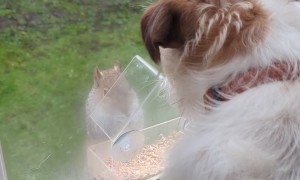 Squirrel Teases Dog Through Window