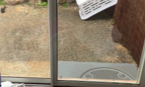 Cat Curls Up In Laundry Basket