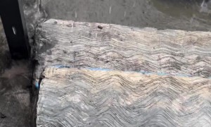 Monitor Lizard Startles Motorists During Flood