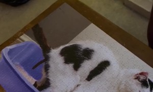 A Puzzling Christmas Prank