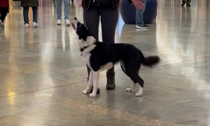 Training A Dog With Distractions