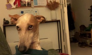 Podenco Pup Wants Walkies