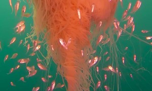 Mesmerising Lion’s Mane Jellyfish