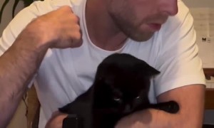 This cat loves doing puzzles 