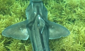 Shark Carries Egg In Mouth