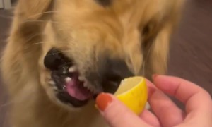 Golden Has Love-Hate Relationships With Lemon