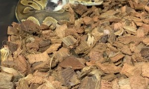 Snake Makes Friends With Food