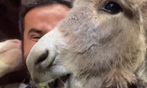 Man Shares Snacks With Farm Animals