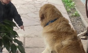 Boy Comforts Bandaged Dog