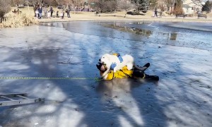 Firefighters rescue dog from icy pond