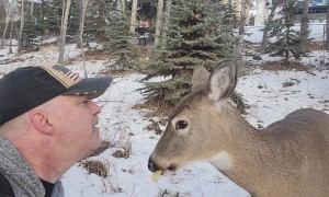 Man Shares Apple With Deer Friend