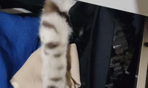 Kitten Claws Catch Skin Not Clothes