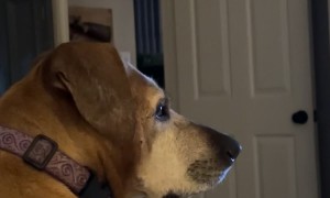 Husband Sucks At Flying Drone