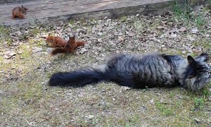 Cat Plays With Friendly Squirrels