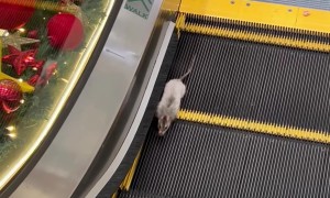 Rat Tries to Go Wrong Way on Escalator
