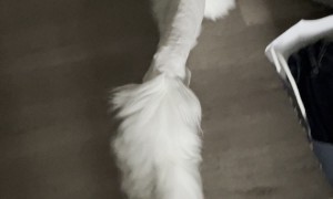 Fluffy Cat Gets a New Haircut