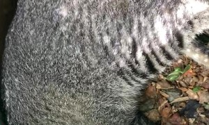 Mama Cat Sits On Her Eggs