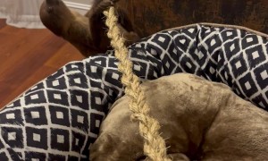 Baby Sloth Loves Cuddles and Sweet Potatoes