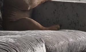 Dog Pouts Like A Human